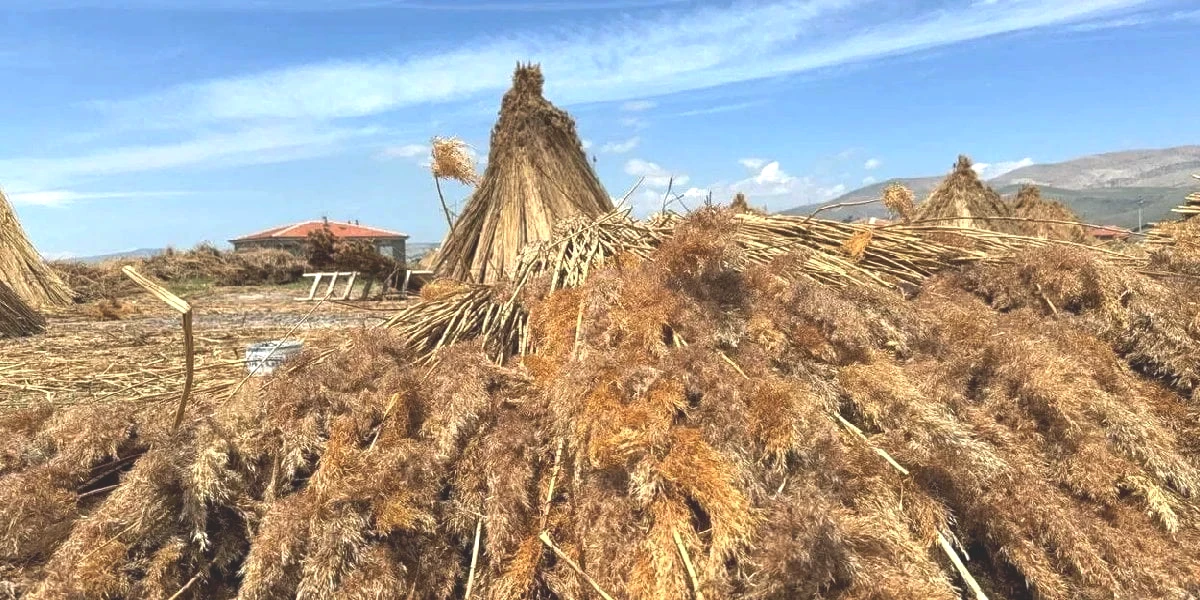 kamis-hasadi.jpg