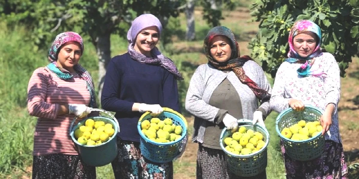incir-hasadi.jpg