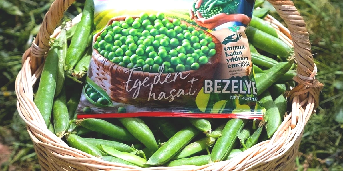 egeden-hasat.jpg
