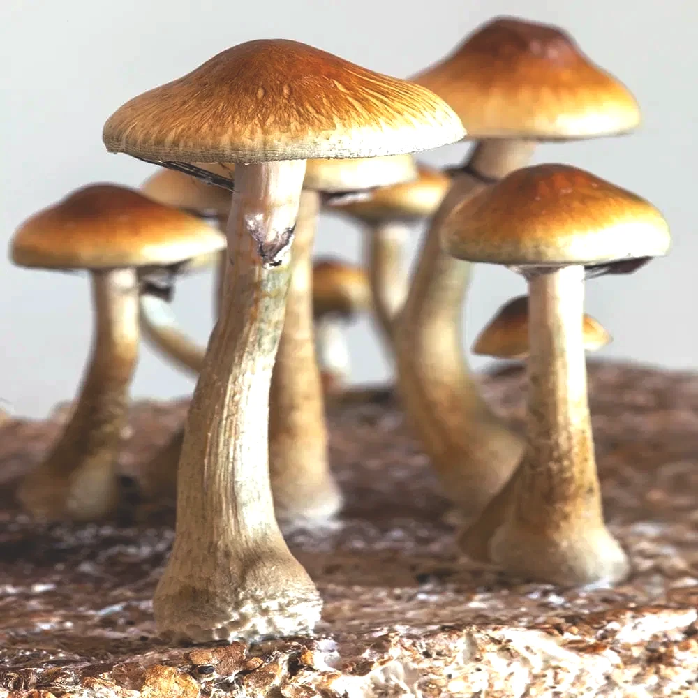 golden-teacher-mushrooms-spores-1000x1000-1.webp